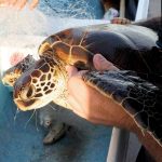 MOC Marine Institute responds to turtle strandings on Maui